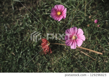 波斯菊開始綻放,而蜘蛛百合則開始凋謝 波斯菊開始綻放,而蜘蛛百合則開始凋謝 129296823