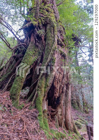 屋久島白谷雲水峽屋久杉雷神(12月) 屋久島白谷雲水峽屋久杉雷神(12月) 129297000