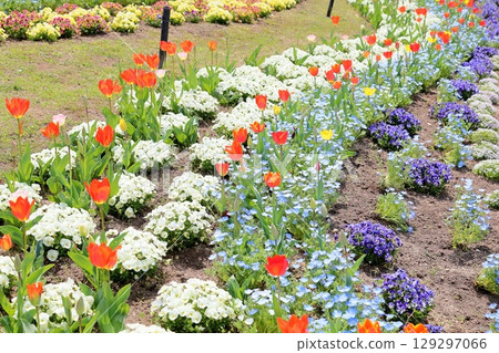 Vivid tulip flowers Vivid tulip flowers 129297066