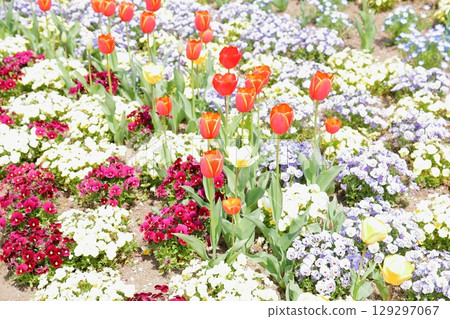 Vivid tulip flowers 129297067
