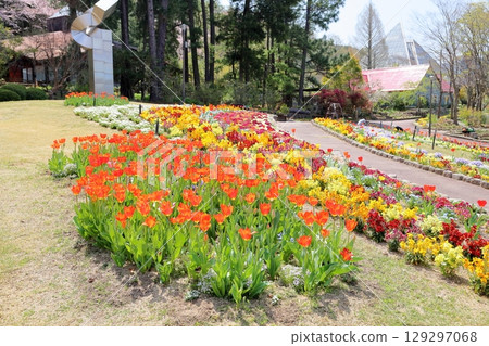 Vivid tulip flowers 129297068