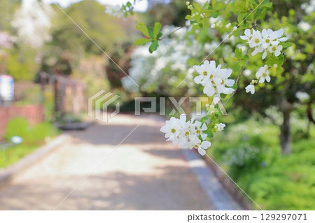 清爽利庫拜花 129297071