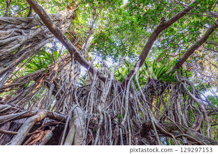 世界自然遺產屋久島「榕樹」（12月） 129297153