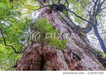 Kigensugi Cedars in Yakushima National Park (December) 129297200