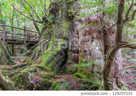 屋久島國立公園的貴源杉(十二月) 屋久島國立公園的貴源杉(十二月) 129297201