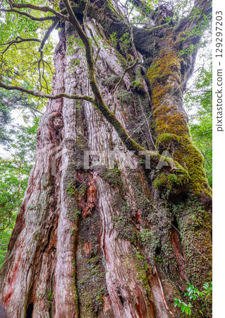 屋久島國立公園屋久杉(12 月) 屋久島國立公園屋久杉(12 月) 129297203