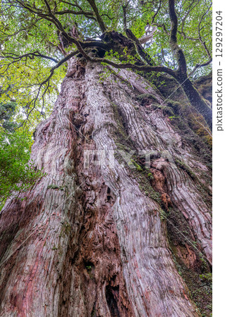 屋久島國立公園屋久杉（12 月） 129297204