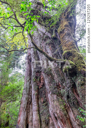 屋久島國立公園屋久杉（12 月） 129297205