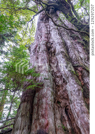 屋久島國立公園屋久杉(12 月) 屋久島國立公園屋久杉(12 月) 129297207