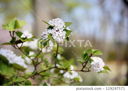 Refreshing viburnum flowers Refreshing viburnum flowers 129297571