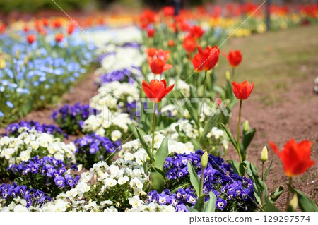 生動的鬱金香花 129297574