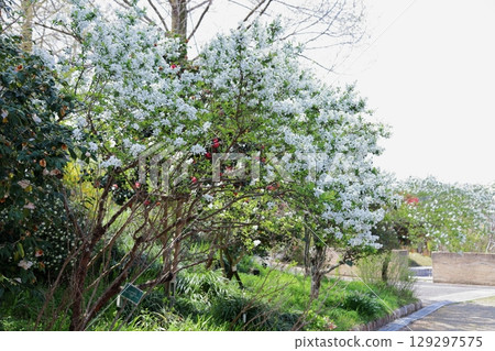 清爽利庫拜花 清爽利庫拜花 129297575