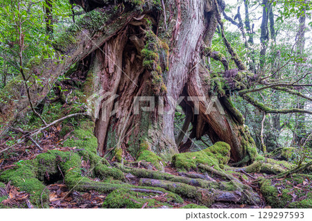 Yakushima Shiratani Unsuikyo Gorge (December) 129297593