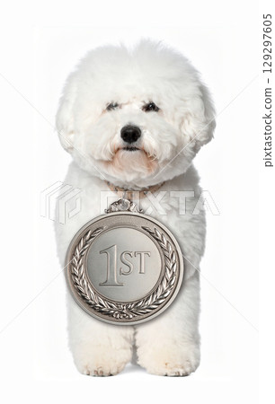 Bichon Frise with the first medal 129297605