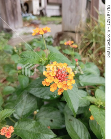 lantana red flowers lantana red flowers 129297765