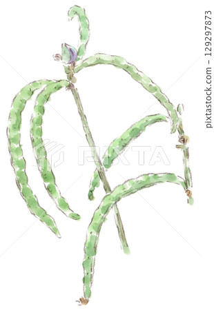 Watercolor illustration of summer plants, cowpea Watercolor illustration of summer plants, cowpea 129297873