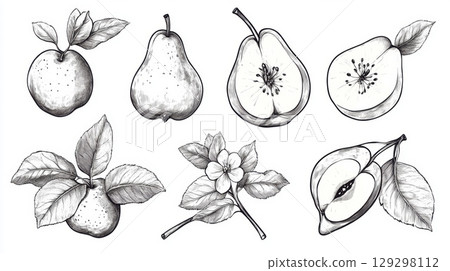 illustration fruits flowers detailed monochromatic general 129298112
