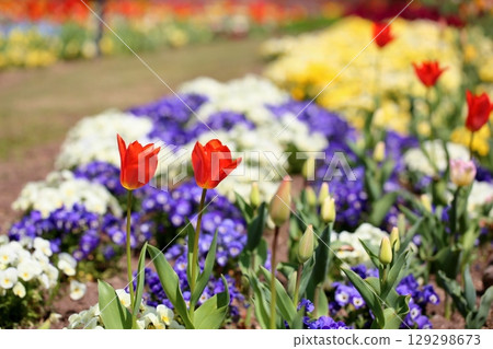 生動的鬱金香花 生動的鬱金香花 129298673