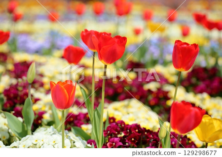 生動的鬱金香花 生動的鬱金香花 129298677