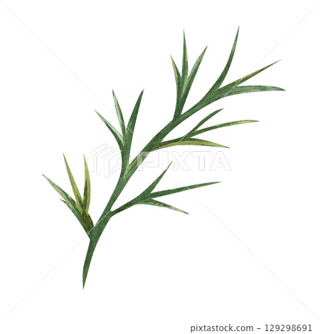 Watercolor green blade of grass, flower, bush. Botanical illustration of the green part of the plant. Isolated on a white background 129298691