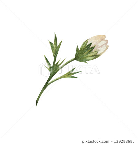 Chamomile. Watercolor illustration of a bud of white wildflowers with green leaves. The bouquet is hand-drawn and isolated on a white background. Botanical illustration of a daisy Chamomile. Watercolor illustration of a bud of white wildflowers with green leaves. The bouquet is hand-drawn and isolated on a white background. Botanical illustration of a daisy 129298693
