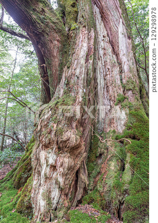 屋久島白谷雲水峽的女神屋久杉(12 月) 屋久島白谷雲水峽的女神屋久杉(12 月) 129298978
