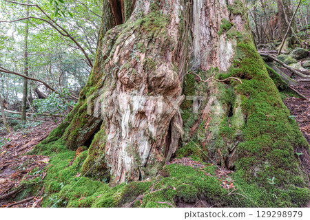 Goddess Cedar Yakusugi, Shiratani Unsuikyo Gorge, Yakushima (December) 129298979