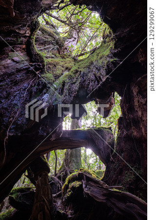 Yakushima Shiratani Unsuikyo Gorge (December) 129299067