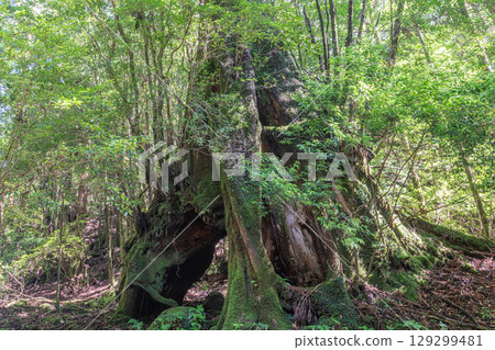 Sanyosugi Yakusugi Cedar, Yakushima National Park (July) 129299481