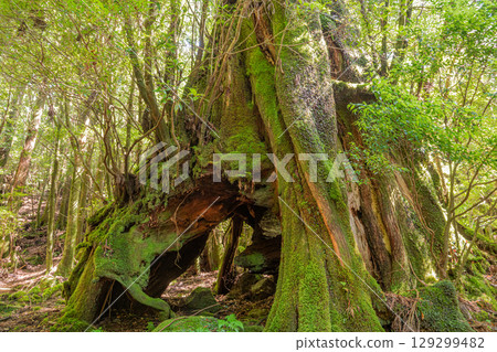 Sanyosugi Yakusugi Cedar, Yakushima National Park (July) 129299482