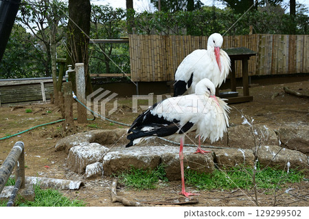 White stork (a relative of the stork) White stork (a relative of the stork) 129299502