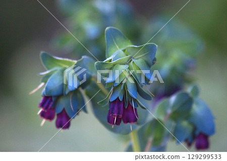Blue flower Serince close-up 129299533