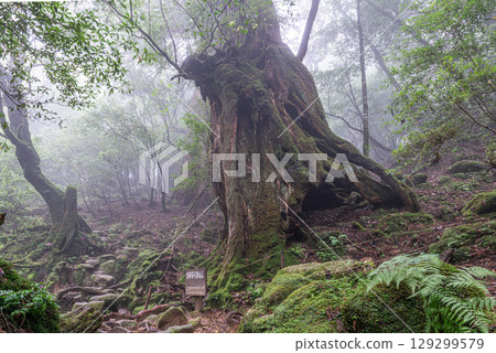 屋久杉雷神、白谷雲水峽、屋久島（7月） 129299579