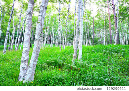 Fuefuki City, Yamanashi Prefecture, Misaka Mountains, Birch forest with lily of the valley in summer Fuefuki City, Yamanashi Prefecture, Misaka Mountains, Birch forest with lily of the valley in summer 129299611