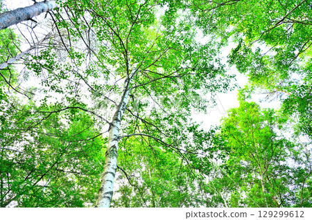 Fuefuki City, Yamanashi Prefecture, Misaka Mountains, Green birch in summer 129299612