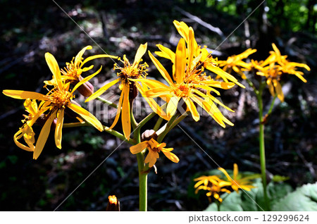 Kurodake in the Misaka Mountains: Marubatakebuki blooming in summer 129299624
