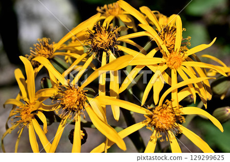 Yellow flowers of the Asteraceae family, Marubatakebuki, Mount Kurodake in the Misaka Mountains 129299625