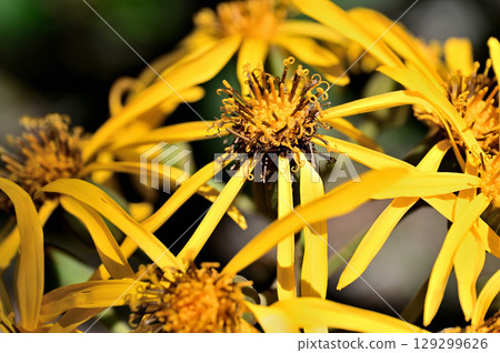 菊科的黃色花朵，丸畑吹，禦坂山的黑岳 129299626