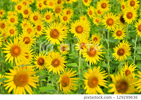Kanagawa Prefecture Zama Sunflower Field Kanagawa Prefecture Zama Sunflower Field 129299636