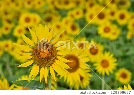 Sunflower fields in Zama City, Kanagawa Prefecture 129299637