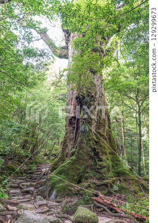 Seven Yakusugi Cedars, Shiratani Unsuikyo Gorge, Yakushima (July) 129299673