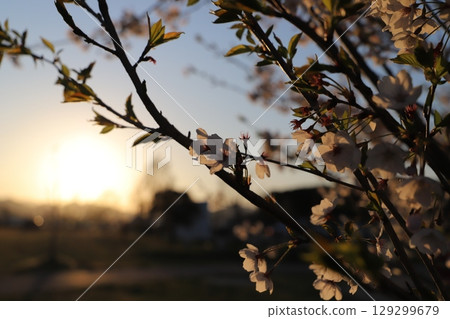 Cherry blossoms illuminated by the setting sun 129299679