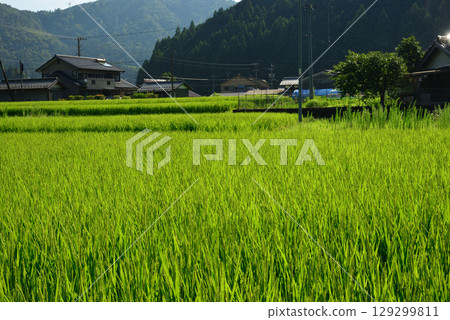 A rural morning with the morning sun shining brightly on the green rice fields A rural morning with the morning sun shining brightly on the green rice fields 129299811
