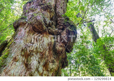 屋久島屋久杉樂園的沙卡杉與屋久杉（7月） 129299814