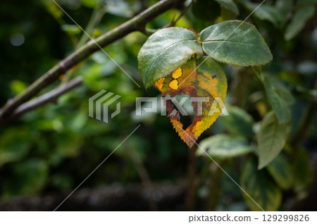 Rose leaves having yellow leaf problem with hole from bug bite. 129299826