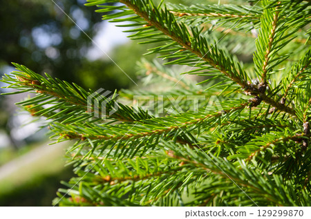 Young spruce tree branches bathed in bright sunlight 129299870