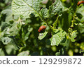 Colorado potato beetle larva crawling on a potato plant leaf 129299872