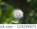 Fluffy White Dandelion Seed Head Against Green Background 129299873