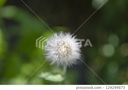 Fluffy White Dandelion Seed Head Against Green Background 129299873