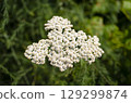 White yarrow flower blooming in summer with green natural background 129299874